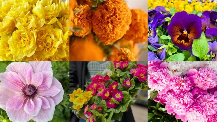 20 Flowers That Are Perfect For An Easter Floral Arrangement