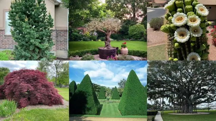 20 Plants That Can Live Over 100 Years (Yes, Even in a Home Garden)