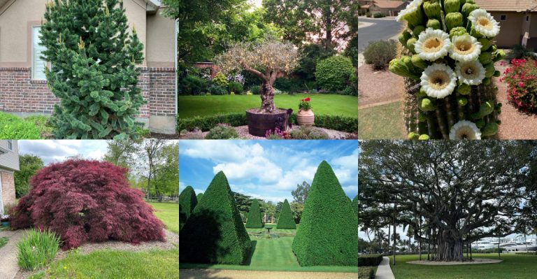 20 Plants That Can Live Over 100 Years (Yes, Even in a Home Garden)
