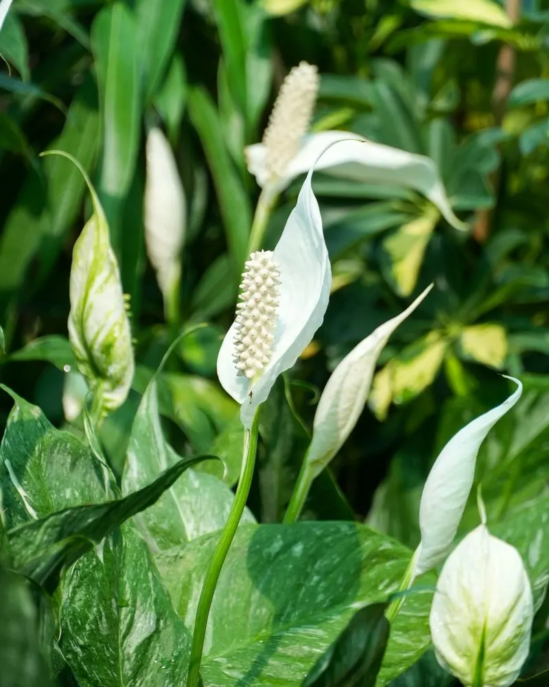 INFJ: Peace Lily