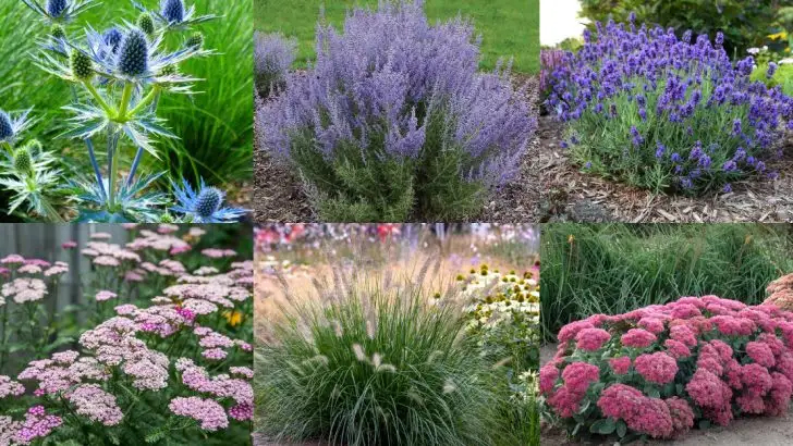 20 Plants That Thrive in Windy Yards Where Everything Else Fails