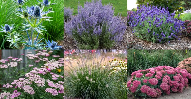 20 Plants That Thrive in Windy Yards Where Everything Else Fails