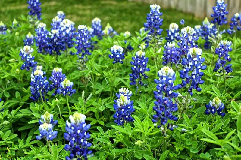 Texas Bluebonnet