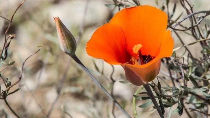 20 Wildflowers Found Only in the U.S. (And Why They Matter)