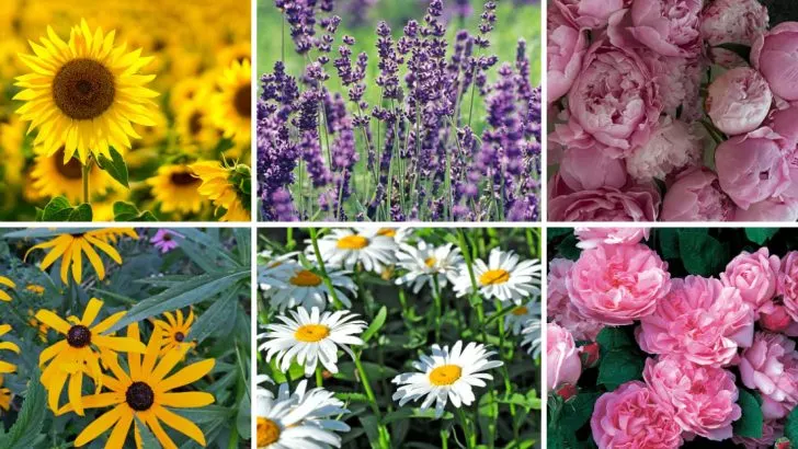 20 Charming Flowers That Belong in Every Farmhouse Garden