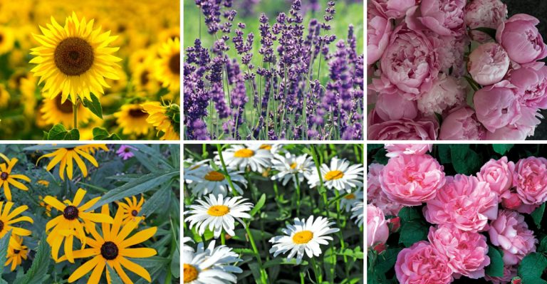 20 Charming Flowers That Belong in Every Farmhouse Garden