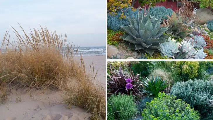 20 Coastal Landscaping Ideas That Withstand Salt and Wind