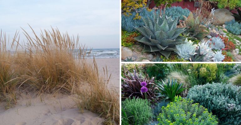 20 Coastal Landscaping Ideas That Withstand Salt and Wind