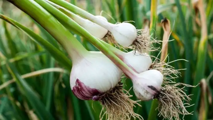 20 Companion Plants That Will Make The Apple Trees In Your Yard Thrive