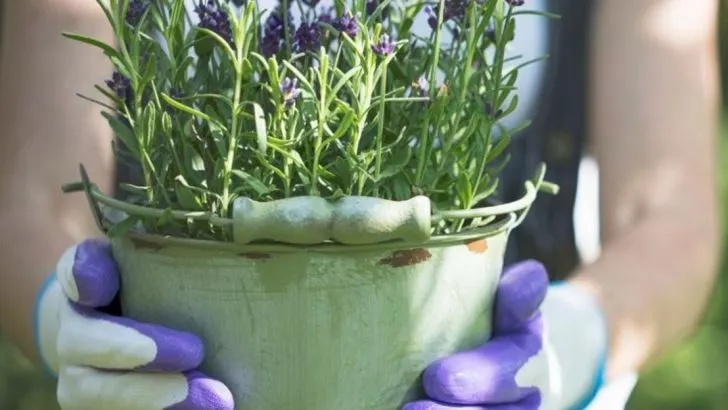 20 Container Plants That Can Withstand Midwest Weather Swings