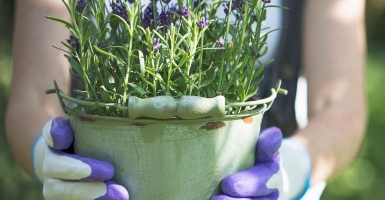 20 Container Plants That Can Withstand Midwest Weather Swings