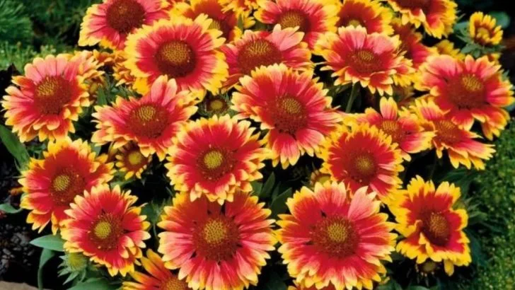 20 Cottage Garden Favorites That Actually Handle Southern Heat Well