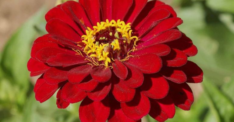 20 Flowers That Represent Friendship Better Than Words