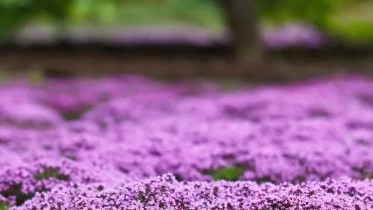 20 Ground Covers That’ll Help You Tackle Erosion in Your Yard