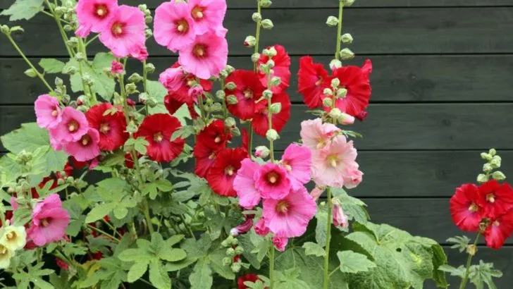 20 Plants Making a Comeback in Historic English Gardens