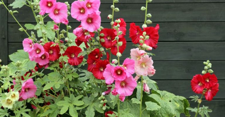 20 Plants Making a Comeback in Historic English Gardens
