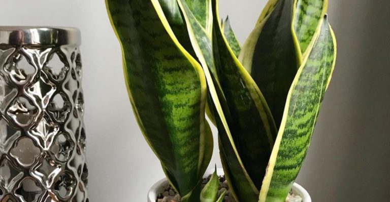 20 Plants That Are Perfect for a Low-Light Garden