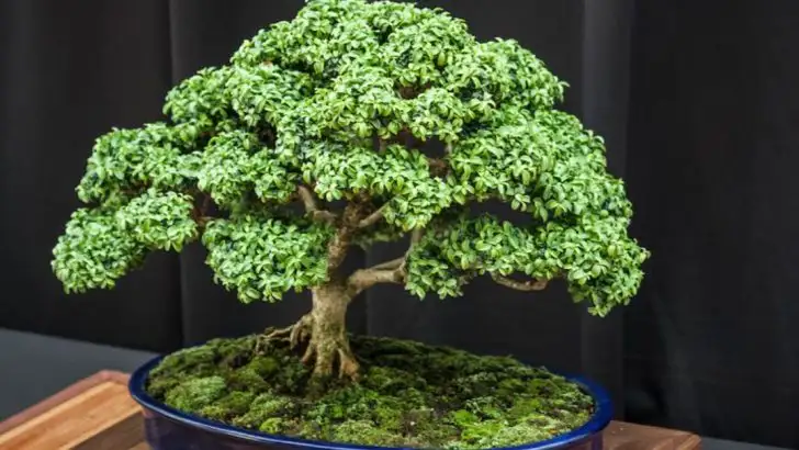 20 Plants That Look Great in Photos but Struggle in Real Gardens