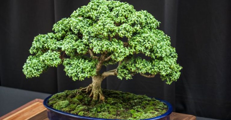 20 Plants That Look Great in Photos but Struggle in Real Gardens