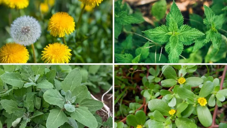 20 Plants That Were Once Considered Weeds (Now Everyone Wants Them)