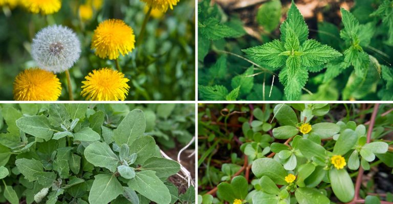 20 Plants That Were Once Considered Weeds (Now Everyone Wants Them)