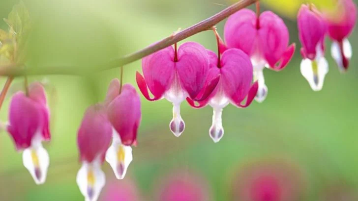 20 Plants With Names You’ll Never Forget