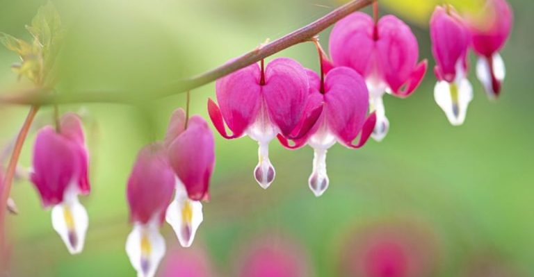 20 Plants With Names You’ll Never Forget