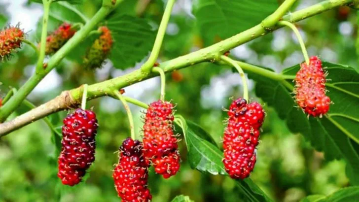 20 Trees You Didn’t Know Actually Produced Edible Fruit