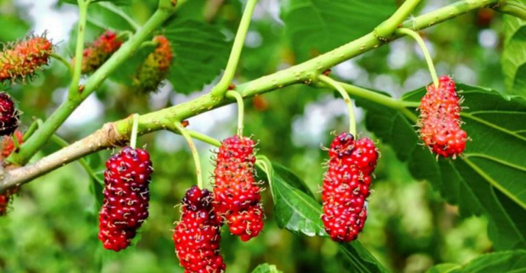 20 Trees You Didn’t Know Actually Produced Edible Fruit