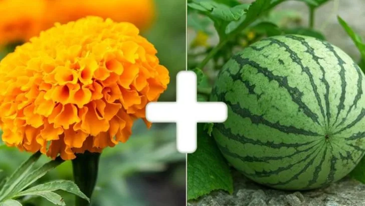 20 Unexpected Companion Plants That Work Surprisingly Well