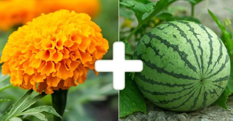 20 Unexpected Companion Plants That Work Surprisingly Well