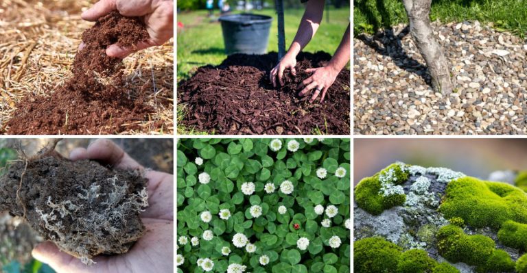 20 Uninvited Guests That Shield Your Soil from Drying Out