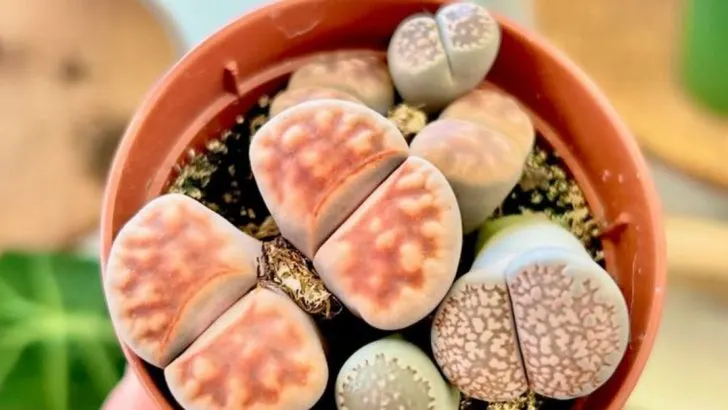 20 Unusual but Beautiful Plants That Will Surprise Your Guests