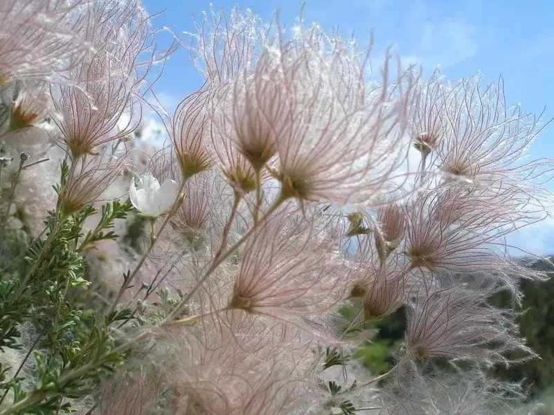 Apache Plume