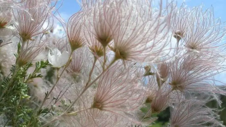 21 Drought-Tolerant Shrubs That Survive Rocky Mountain Summers