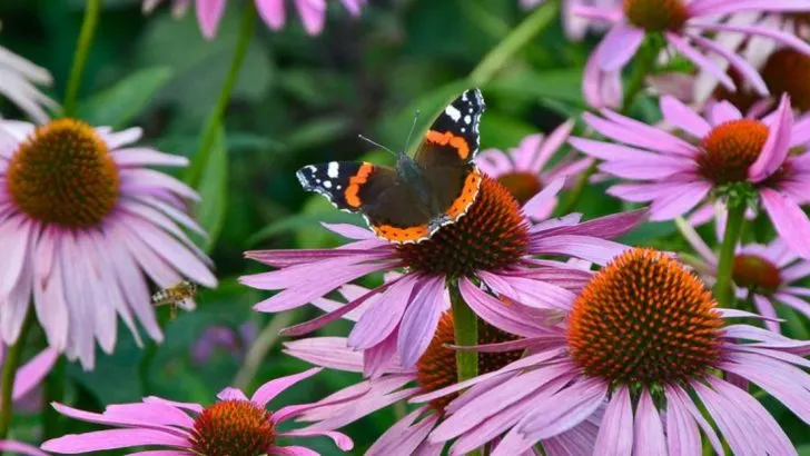21 Native Wildflowers That Attract Pollinators in Midwest States