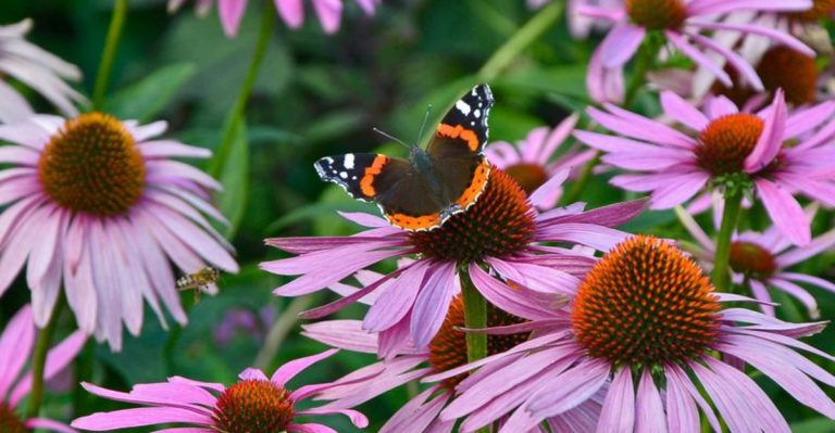 21 Native Wildflowers That Attract Pollinators in Midwest States