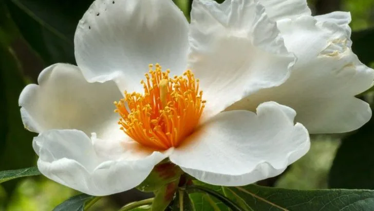 21 Rare Plants in America That Garden Enthusiasts Dream of Growing