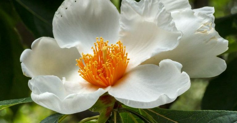 21 Rare Plants in America That Garden Enthusiasts Dream of Growing