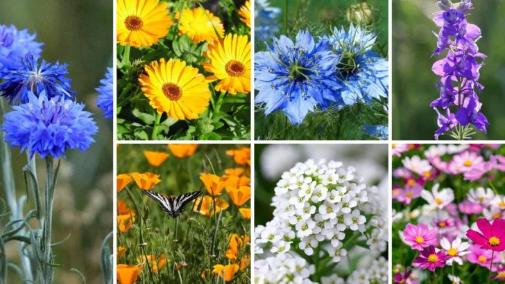 21 Annual Flowers That Self-Seed So Well They Feel Like Perennials