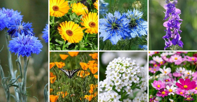 21 Annual Flowers That Self-Seed So Well They Feel Like Perennials