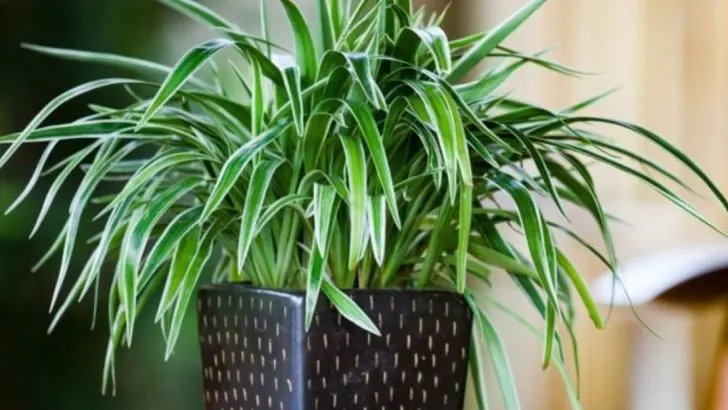 21 Best Houseplants that Literally Need No Drainage