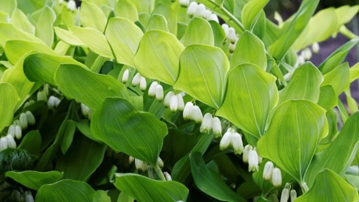 21 Best Plants for Shade Gardens: How to Grow Beautifully Without Sunlight