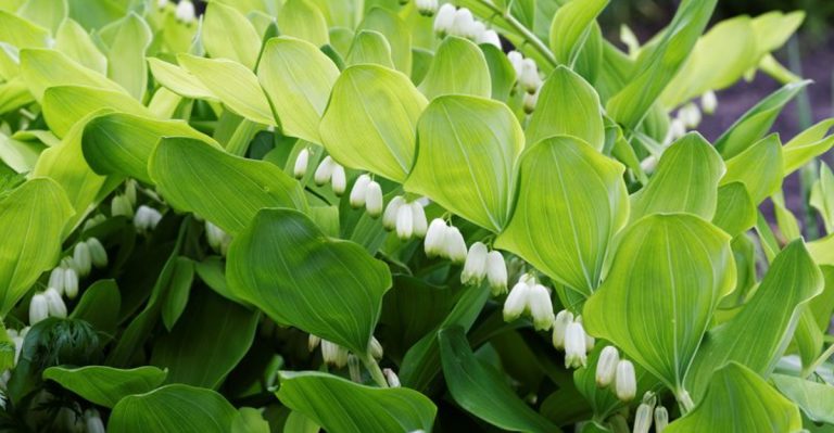 21 Best Plants for Shade Gardens: How to Grow Beautifully Without Sunlight