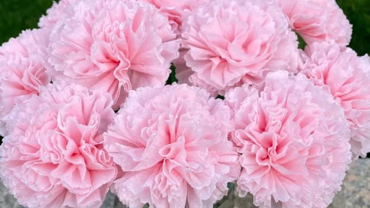 21 Flowers That Are Known to Symbolize Forgiveness