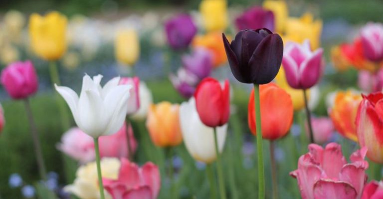 21 Flowers That Look Amazing But Are Total Divas to Grow