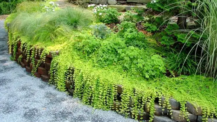 21 Ground Covers That Make Flower Beds Look Instantly Better