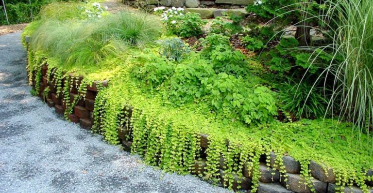 21 Ground Covers That Make Flower Beds Look Instantly Better