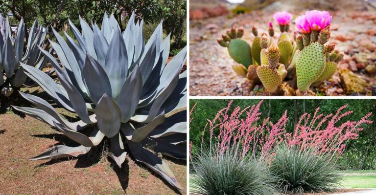 must-have-plants-for-an-authentic-american-southwest-garden