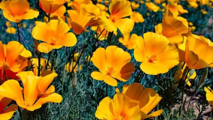 21 Native Plants Revitalizing Wildflower Gardens Across Arizona